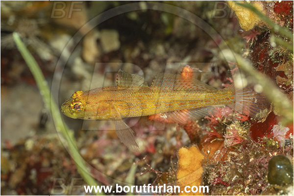 Island Premuda, Croatia, Adriatic sea, Mediterranean sea, Gobius xanthocephalus, Gobius, Gobiidae, Yellow-headed goby, Goby, Fish