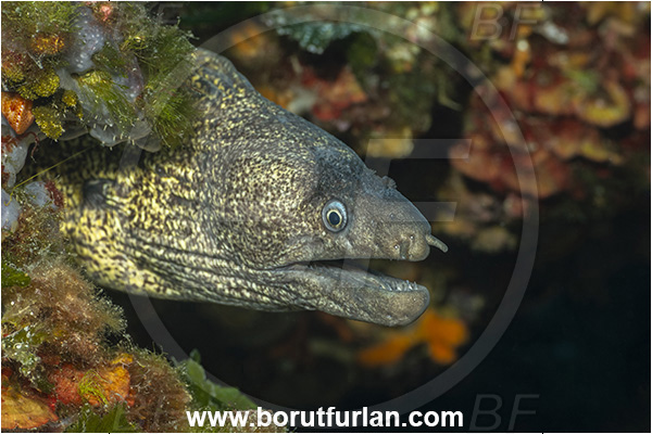 Island Premuda, Croatia, Adriatic sea, Mediterranean sea, Muraena helena, Muraena, Muraenidae, Mediterranean moray, Moray, Fish, Portrait