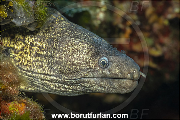Island Premuda, Croatia, Adriatic sea, Mediterranean sea, Muraena helena, Muraena, Muraenidae, Mediterranean moray, Moray, Fish, Portrait