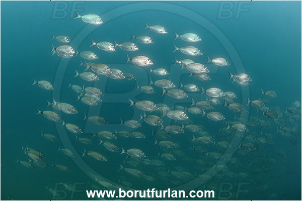 Piran, Slovenia, Adriatic sea, Mediterranean sea, Diplodus puntazzo, Diplodus, Sparidae, Sharpsnout seabream, Bream, Fish, Fish school