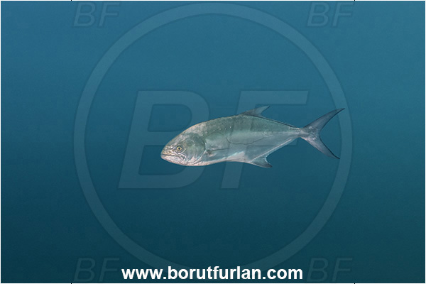 Piran, Slovenia, Adriatic sea, Mediterranean sea, Lichia amia, Lichia, Carangidae, Leerfish, Garrick, Fish