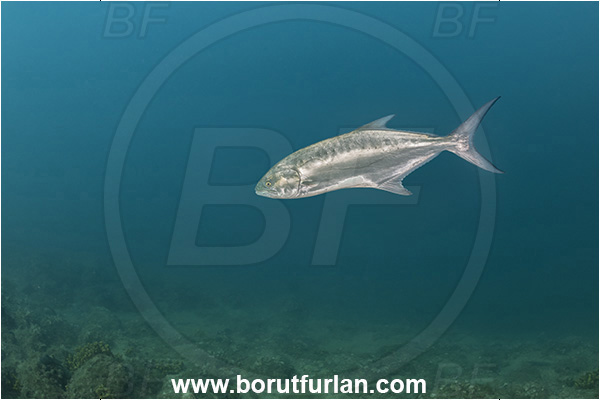 Piran, Slovenia, Adriatic sea, Mediterranean sea, Lichia amia, Lichia, Carangidae, Leerfish, Garrick, Fish