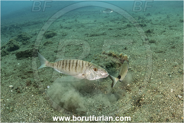 Bacoli, Napoli, Italy, Tyrrhenian Sea, Mediterranean sea, Lithognathus mormyrus, Lithognathus, Sparidae, Sand steenbras, Bream, Fish, Sand, Feeding