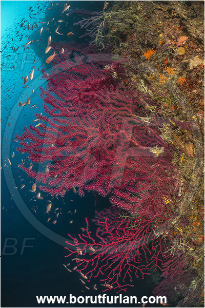 Procida, Napoli, Italy, Tyrrhenian Sea, Mediterranean sea, Paramuricea clavata, Paramuricea, Plexauridae, Mediterranean gorgonian, Sea fan, Coral, Cnidaria, Cnidarian, Reef, Wall