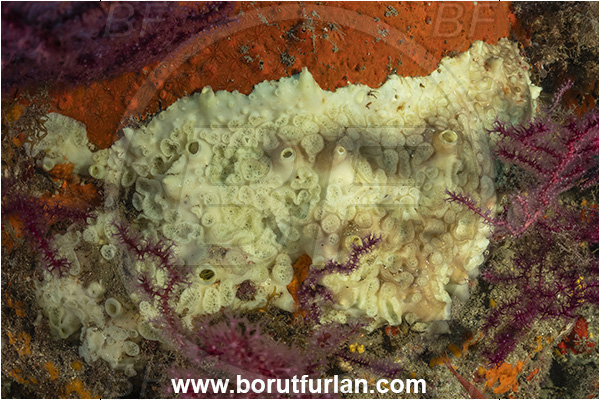 Procida, Napoli, Italy, Tyrrhenian Sea, Mediterranean sea, Hemimycale columella, Hemimycale, Hymedesmiidae, Crater sponge, Sponge, Porifera