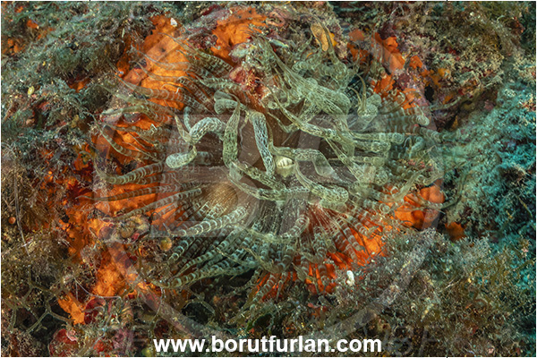 Procida, Napoli, Italy, Tyrrhenian Sea, Mediterranean sea, Aiptasia mutabilis, Aiptasia, Aiptasiidae, Glass anemone, Trumpet anemone, Anemone, Anthozoa, Cnidaria, Cnidarian