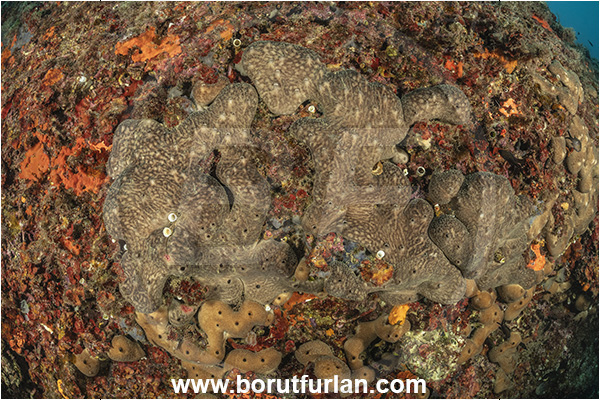 Procida, Napoli, Italy, Tyrrhenian Sea, Mediterranean sea, Chondrosia reniformis, Chondrosia, Chondrosiidae, Kidney sponge, Sponge, Porifera