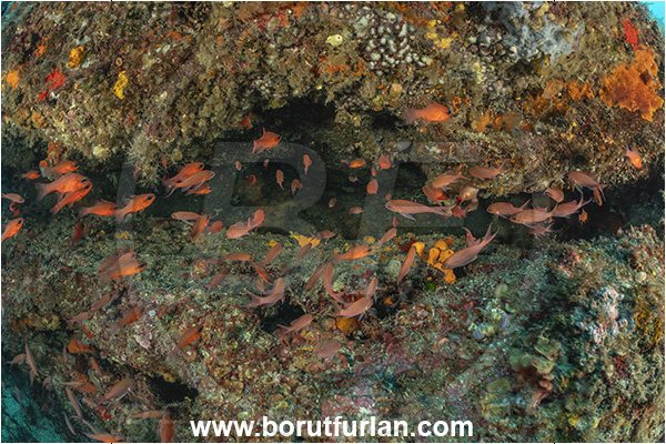 Procida, Napoli, Italy, Tyrrhenian Sea, Mediterranean sea, Apogon imberbis, Apogon, Apogonidae, Mediterranean cardinalfish, Cardinalfish, Anthias anthias, Anthias, Serranidae, Swallowtail seaperchsh, Fish, Fish school, Reef