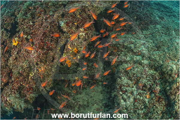 Procida, Napoli, Italy, Tyrrhenian Sea, Mediterranean sea, Apogon imberbis, Apogon, Apogonidae, Mediterranean cardinalfish, Cardinalfish, Fish, Fish school, Reef