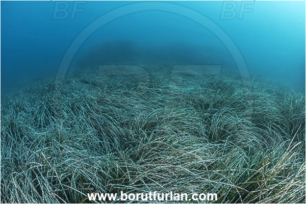 Ischia, Napoli, Italy, Tyrrhenian Sea, Mediterranean sea, Posidonia oceanica, Posidonia, Posidoniaceae, Seagrass, Seagrass meadow