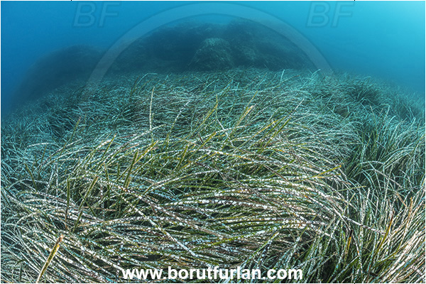 Ischia, Napoli, Italy, Tyrrhenian Sea, Mediterranean sea, Posidonia oceanica, Posidonia, Posidoniaceae, Seagrass, Seagrass meadow