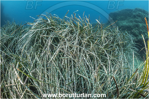 Ischia, Napoli, Italy, Tyrrhenian Sea, Mediterranean sea, Posidonia oceanica, Posidonia, Posidoniaceae, Seagrass