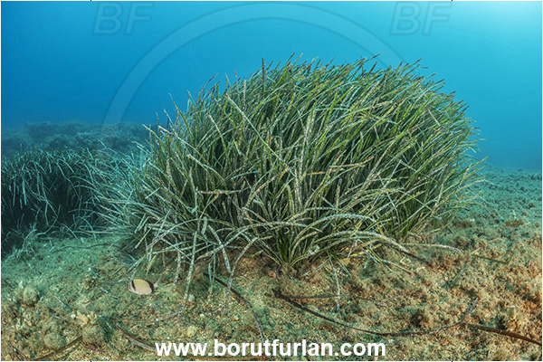 Ischia, Napoli, Italy, Tyrrhenian Sea, Mediterranean sea, Posidonia oceanica, Posidonia, Posidoniaceae, Seagrass