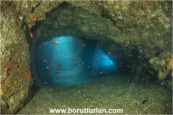 Ischia, Napoli, Italy, Tyrrhenian Sea, Mediterranean sea, Apogon imberbis, Apogon, Apogonidae, Mediterranean cardinalfish, Cardinalfish, Fish, Fish school, Cave