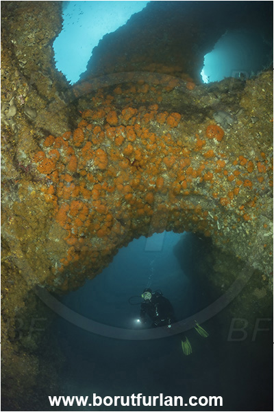 Ischia, Napoli, Italy, Tyrrhenian Sea, Mediterranean sea, Astroides calycularis, Astroides, Dendrophylliidae, Orange star coral, Coral, Anthozoa, Cnidaria, Cnidarian, Reef, Cave, Arch, Diver