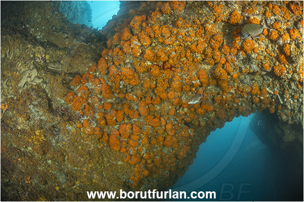Ischia, Napoli, Italy, Tyrrhenian Sea, Mediterranean sea, Astroides calycularis, Astroides, Dendrophylliidae, Orange star coral, Coral, Anthozoa, Cnidaria, Cnidarian, Reef, Arch