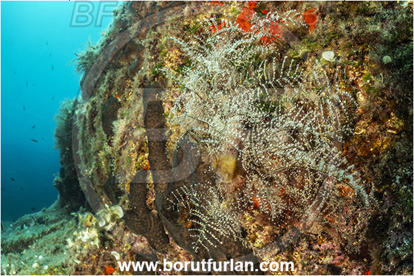 Ischia, Napoli, Italy, Tyrrhenian Sea, Mediterranean sea, Eudendrium sp., Eudendrium, Eudendriidae, Tree hydroid, Hydrozoa, Cnidaria, Cnidarian, Hydroid, Reef