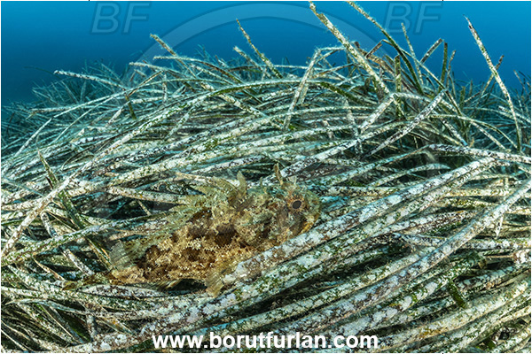 Ischia, Napoli, Italy, Tyrrhenian Sea, Mediterranean sea, Posidonia oceanica, Posidonia, Posidoniaceae, Seagrass, Scorpaena porcus, Scorpaena, Scorpaenidae, Brown scorpionfish, Scorpionfish, Fish