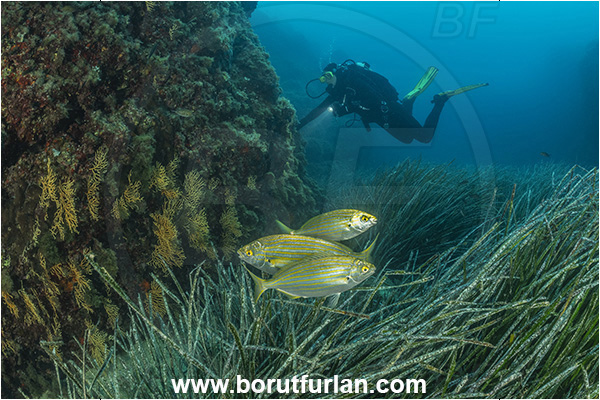 Ischia, Napoli, Italy, Tyrrhenian Sea, Mediterranean sea, Posidonia oceanica, Posidonia, Posidoniaceae, Seagrass, Sarpa salpa, Sarpa, Sparidae, Cow bream, Goldline, Bream, Fish, Diver