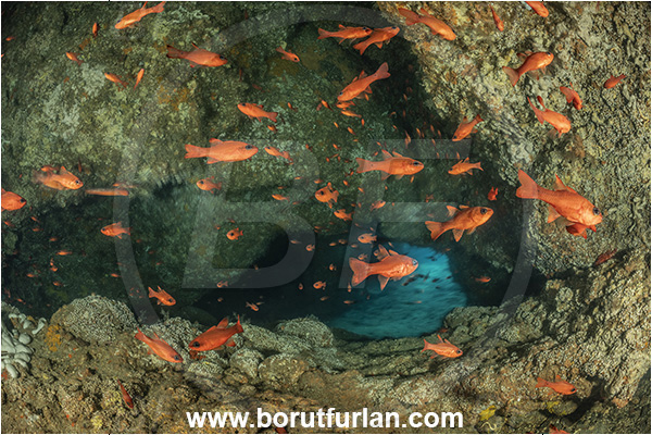 Ischia, Napoli, Italy, Tyrrhenian Sea, Mediterranean sea, Apogon imberbis, Apogon, Apogonidae, Mediterranean cardinalfish, Cardinalfish, Fish, Fish school, Cave