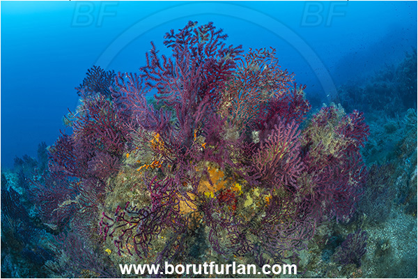 Ischia, Napoli, Italy, Tyrrhenian Sea, Mediterranean sea, Paramuricea clavata, Paramuricea, Plexauridae, Mediterranean gorgonian, Sea fan, Coral, Cnidaria, Cnidarian, Reef