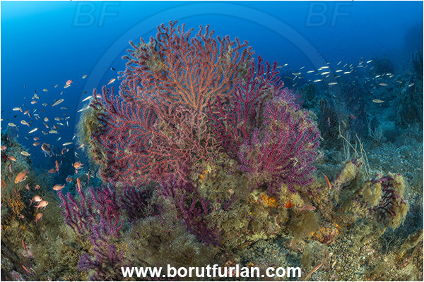 Ischia, Napoli, Italy, Tyrrhenian Sea, Mediterranean sea, Paramuricea clavata, Paramuricea, Plexauridae, Mediterranean gorgonian, Sea fan, Coral, Cnidaria, Cnidarian, Reef