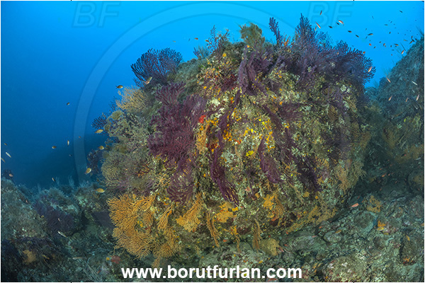 Ischia, Napoli, Italy, Tyrrhenian Sea, Mediterranean sea, Paramuricea clavata, Paramuricea, Plexauridae, Eunicella cavolini, Eunicella, Gorgoniidae, Yellow gorgonian, Mediterranean gorgonian, Sea fan, Coral, Cnidaria, Cnidarian, Reef
