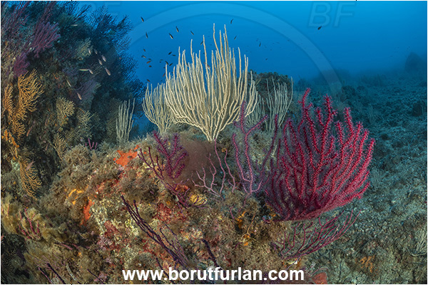Ischia, Napoli, Italy, Tyrrhenian Sea, Mediterranean sea, Paramuricea clavata, Paramuricea, Plexauridae, Mediterranean gorgonian, Eunicella singularis, Eunicella, Gorgoniidae, Mediterranean white horny cora, Sea fan, Coral, Cnidaria, Cnidarian, Reef
