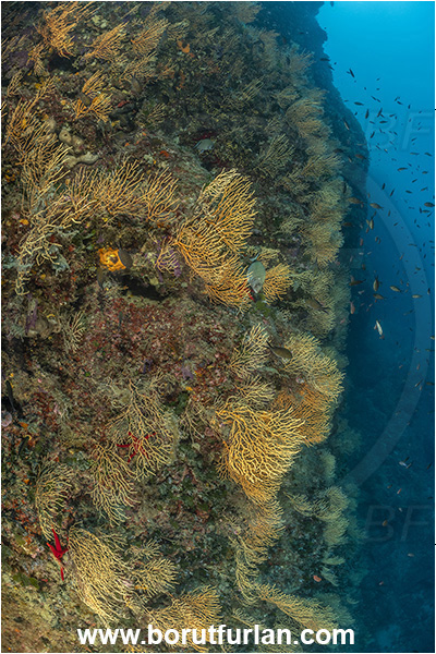 Ischia, Napoli, Italy, Tyrrhenian Sea, Mediterranean sea, Eunicella cavolini, Eunicella, Gorgoniidae, Yellow gorgonian, Sea fan, Coral, Cnidaria, Cnidarian, Reef, Wall