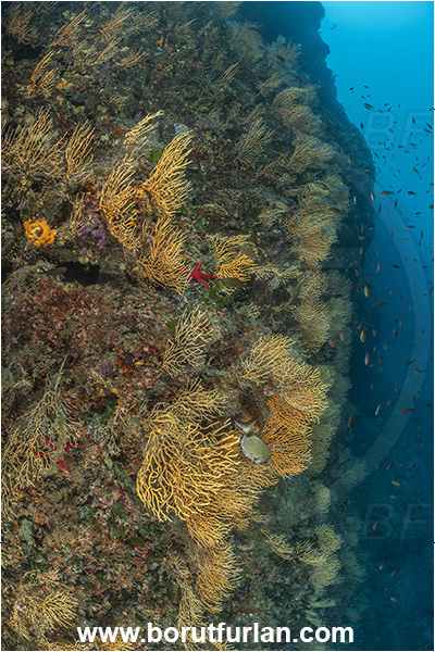 Ischia, Napoli, Italy, Tyrrhenian Sea, Mediterranean sea, Eunicella cavolini, Eunicella, Gorgoniidae, Yellow gorgonian, Sea fan, Coral, Cnidaria, Cnidarian, Reef, Wall