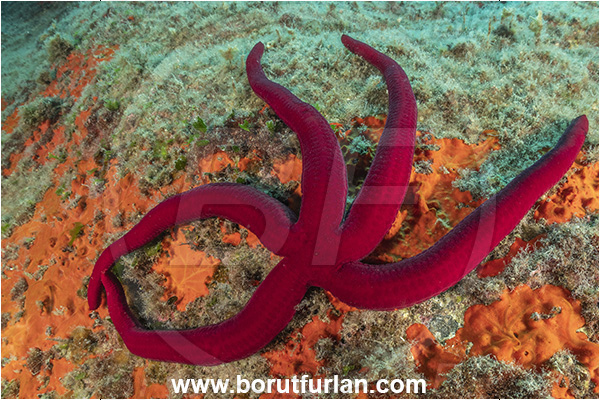 Ischia, Napoli, Italy, Tyrrhenian Sea, Mediterranean sea, Ophidiaster ophidianus, Ophidiaster, Ophidiasteridae, Purple starfish, Strafish, Asteroidea, Echinodermata, Echinoderm