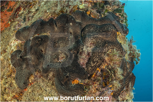 Ischia, Napoli, Italy, Tyrrhenian Sea, Mediterranean sea, Chondrosia reniformis, Chondrosia, Chondrosiidae, Kidney sponge, Sponge, Porifera