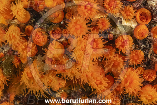Ischia, Napoli, Italy, Tyrrhenian Sea, Mediterranean sea, Astroides calycularis, Astroides, Dendrophylliidae, Orange star coral, Coral, Anthozoa, Cnidaria, Cnidarian