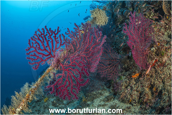 Procida, Napoli, Italy, Tyrrhenian Sea, Mediterranean sea, Paramuricea clavata, Paramuricea, Plexauridae, Mediterranean gorgonian, Sea fan, Coral, Cnidaria, Cnidarian, Reef