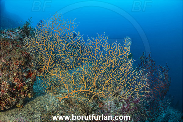 Procida, Napoli, Italy, Tyrrhenian Sea, Mediterranean sea, Leptogorgia sarmentosa, Leptogorgia, Gorgoniidae, Orange sea fan, Sea fan, Coral, Cnidaria, Cnidarian, Reef