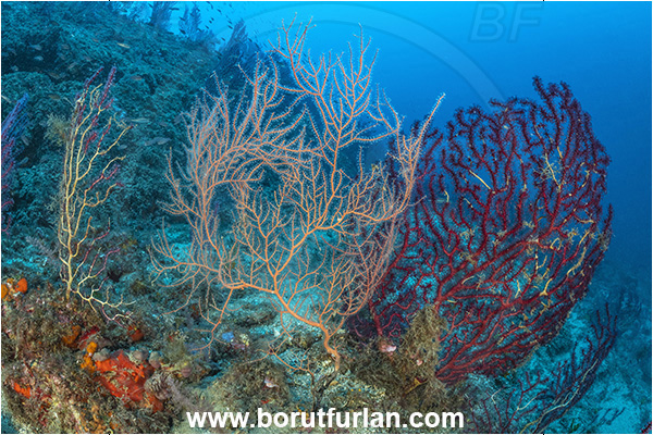 Procida, Napoli, Italy, Tyrrhenian Sea, Mediterranean sea, Paramuricea clavata, Paramuricea, Plexauridae, Leptogorgia sarmentosa, Leptogorgia, Gorgoniidae, Orange sea fan, Mediterranean gorgonian, Sea fan, Coral, Cnidaria, Cnidarian, Reef