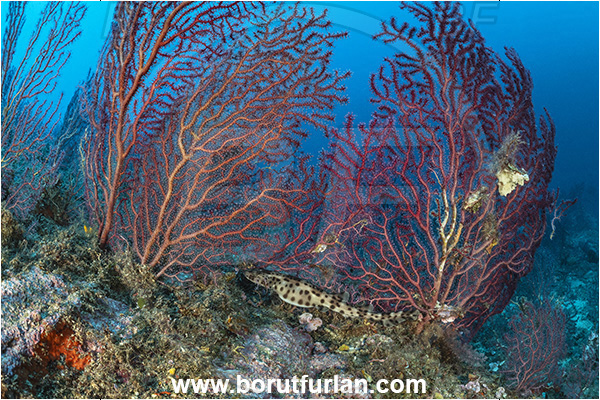 Procida, Napoli, Italy, Tyrrhenian Sea, Mediterranean sea, Paramuricea clavata, Paramuricea, Plexauridae, Mediterranean gorgonian, Sea fan, Coral, Cnidaria, Cnidarian, Scyliorhinus stellaris, Scyliorhinus, Scyliorhinidae, Elasmobranchii, Large-spotted catshark, Catshark, Shark, Fish, Reef