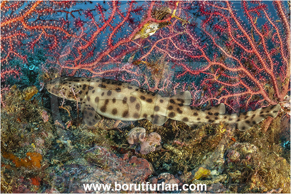 Procida, Napoli, Italy, Tyrrhenian Sea, Mediterranean sea, Scyliorhinus stellaris, Scyliorhinus, Scyliorhinidae, Elasmobranchii, Large-spotted catshark, Catshark, Shark, Fish