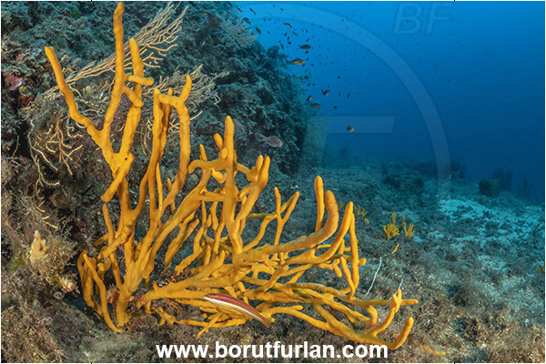 Procida, Napoli, Italy, Tyrrhenian Sea, Mediterranean sea, Axinella verrucosa, Axinella, Axinellidae, Yellow branching sponge, Sponge, Porifera, Reef