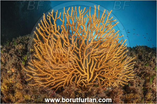 Ischia, Napoli, Italy, Tyrrhenian Sea, Mediterranean sea, Eunicella cavolini, Eunicella, Gorgoniidae, Yellow gorgonian, Sea fan, Coral, Cnidaria, Cnidarian, Reef