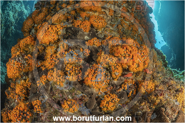 Ischia, Napoli, Italy, Tyrrhenian Sea, Mediterranean sea, Astroides calycularis, Astroides, Dendrophylliidae, Orange star coral, Coral, Anthozoa, Cnidaria, Cnidarian, Reef