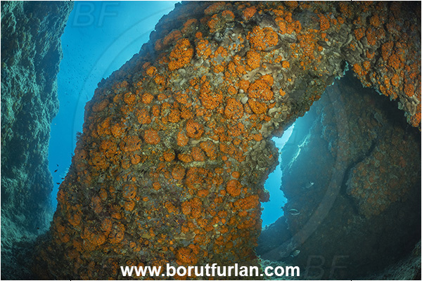 Ischia, Napoli, Italy, Tyrrhenian Sea, Mediterranean sea, Astroides calycularis, Astroides, Dendrophylliidae, Orange star coral, Coral, Anthozoa, Cnidaria, Cnidarian, Reef, Arch, Cave