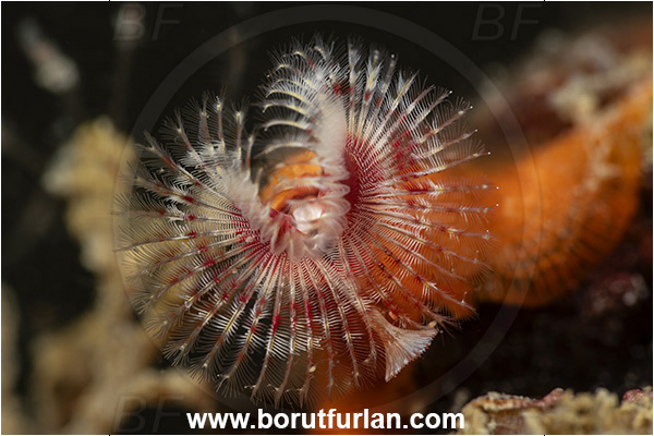 Secovlje, Slovenia, Adriatic sea, Mediterranean sea, Serpula sp., Serpula, Serpulidae, Red tube worm, Plume worm, Worm, Polychaeta