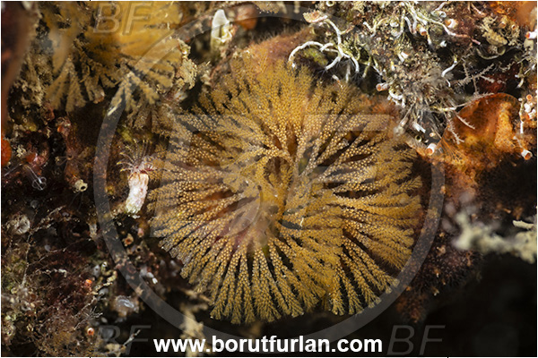 Secovlje, Slovenia, Adriatic sea, Mediterranean sea, Crisularia plumosa, Crisularia, Bugulidae, Feather bryozoan, Bryozoa, Bryozoan