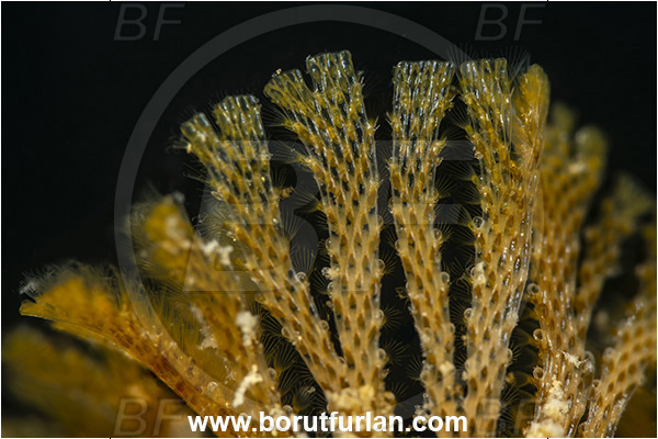 Secovlje, Slovenia, Adriatic sea, Mediterranean sea, Crisularia plumosa, Crisularia, Bugulidae, Feather bryozoan, Bryozoa, Bryozoan