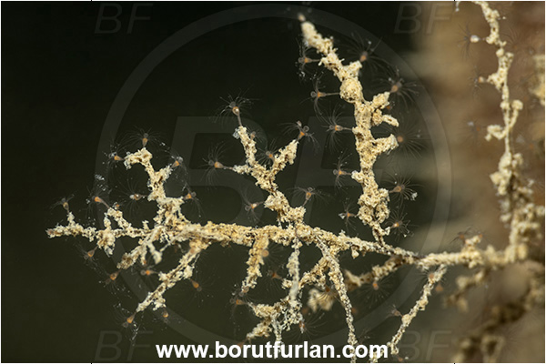 Secovlje, Slovenia, Adriatic sea, Mediterranean sea, Obelia sp., Obelia, Campanulariidae, Hydrozoa, Cnidaria, Cnidarian, Hydroid