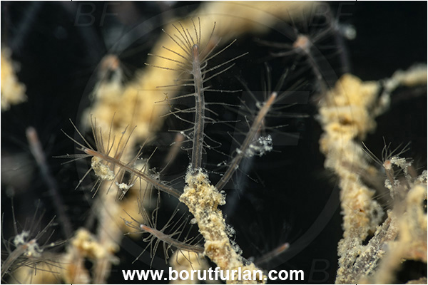 Secovlje, Slovenia, Adriatic sea, Mediterranean sea, Bouillonactinia sp., Bouillonactinia, Hydractiniidae, Hydrozoa, Cnidaria, Cnidarian, Hydroid