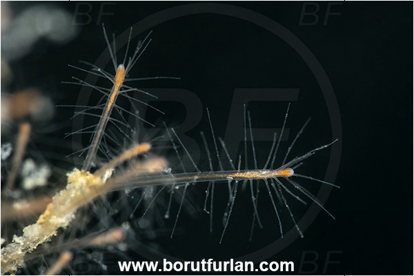 Secovlje, Slovenia, Adriatic sea, Mediterranean sea, Bouillonactinia sp., Bouillonactinia, Hydractiniidae, Hydrozoa, Cnidaria, Cnidarian, Hydroid