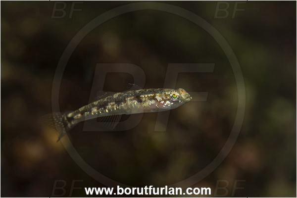 Island Krk, Croatia, Adriatic sea, Mediterranean sea, Pomatoschistus quagga, Pomatoschistus, Gobiidae, Quagga goby, Goby, Fish