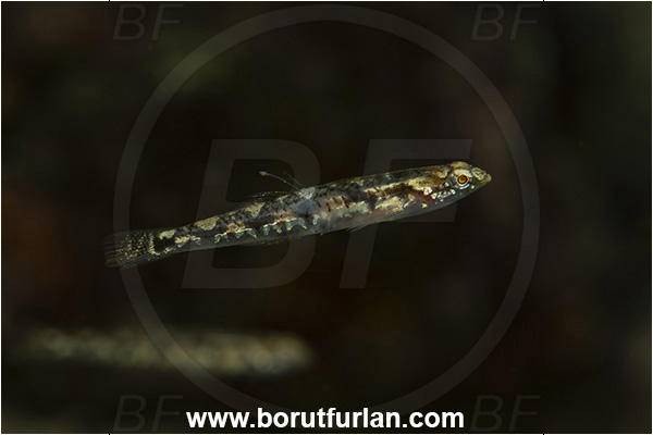 Island Krk, Croatia, Adriatic sea, Mediterranean sea, Pomatoschistus quagga, Pomatoschistus, Gobiidae, Quagga goby, Goby, Fish